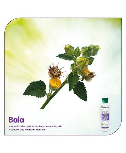 Himalaya Herbal Baby Powder - 400 gm &  Baby Lotion - 400 ml